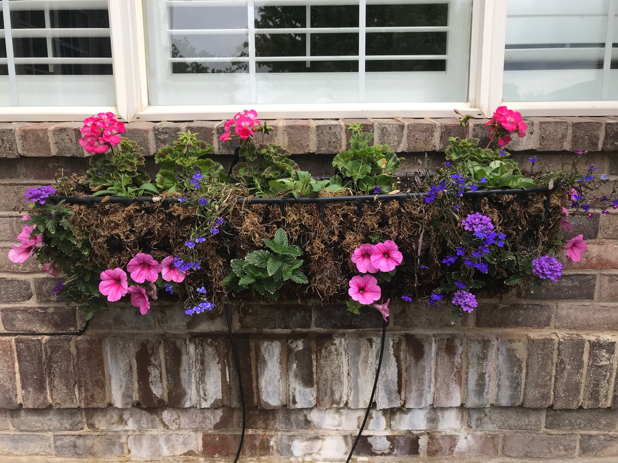 Success Tips for growing flowers in pots & window boxes – Finding Joy ...